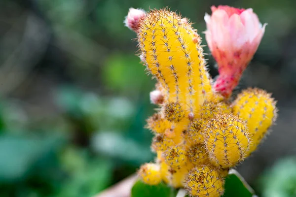 美しい開花サボテンの花の植物 — ストック写真