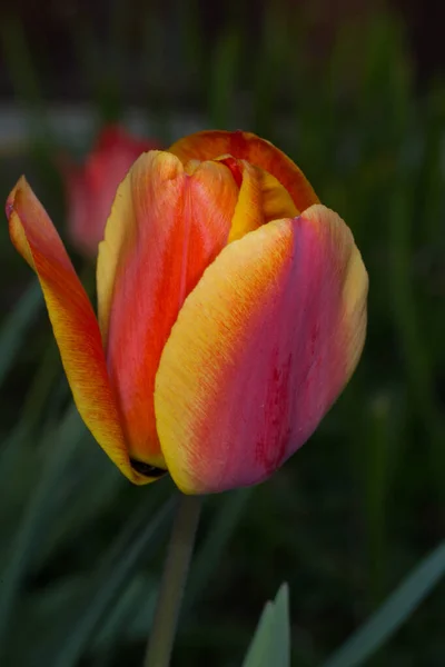 Rood Gele Tulp Donkere Achtergrond — Stockfoto