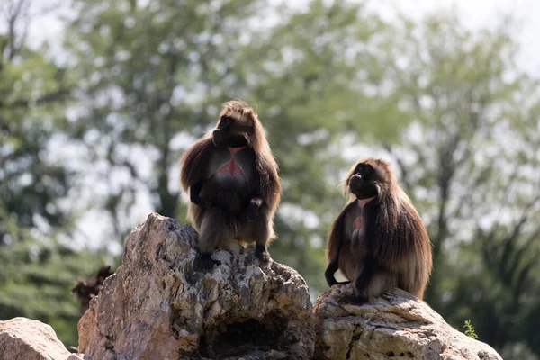 Dos Monos Sentados Sobre Rocas —  Fotos de Stock