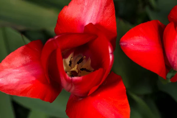 Tulipa Vermelha Fundo Verde Escuro — Fotografia de Stock