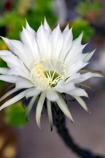 Equinopsis Mamillosa Mammillosa Equinopsis Kermesina Flor Blanca Cactus —  Fotos de Stock
