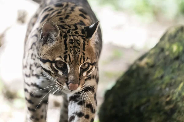 Ocelot Divoká Kočka Leopardus Pardalis — Stock fotografie