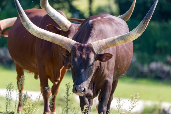 Bos Taurus Africanus Ankole Watusi — Stock fotografie