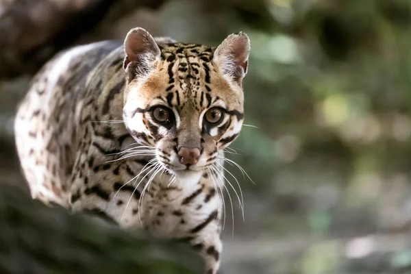 Ocelot Divoká Kočka Leopardus Pardalis — Stock fotografie