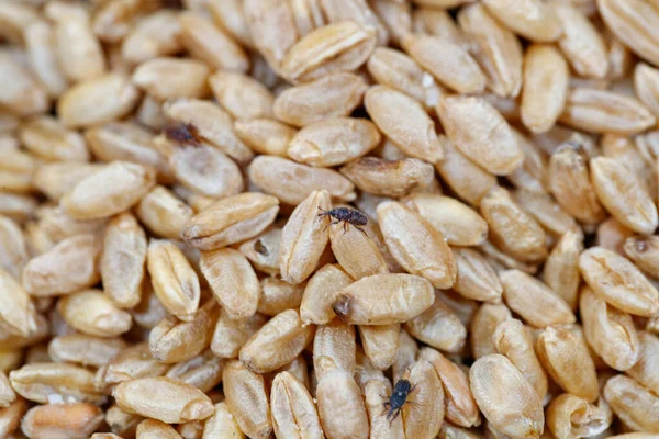 Buğday bitleri, parazitlerin istila ettiği buğdaylar.