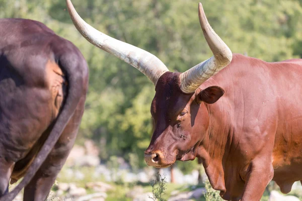 Bos Taurus Africanus Ankole Watusi — Stock fotografie