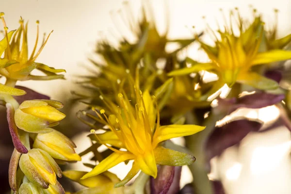 Flores Plantas Suculentas Sobresalientes Sedum Kimnachii Flor Amarilla Sedum Decumbens —  Fotos de Stock