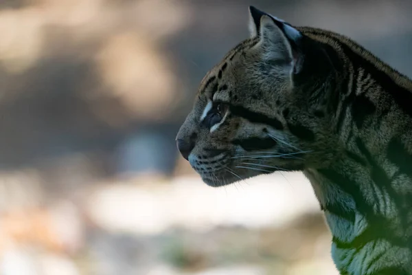 ocelot portrait, ocelot face on blurred background