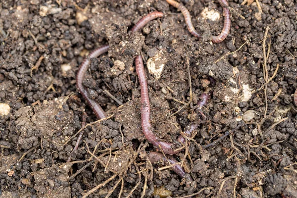 Nahaufnahme Eines Roten Würmers Boden — Stockfoto