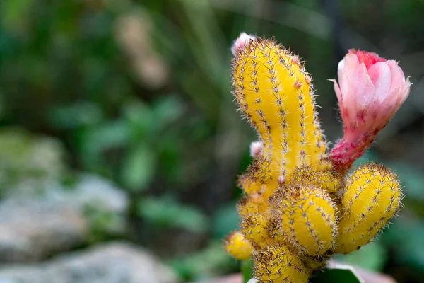 美しい開花サボテンの花の植物 — ストック写真
