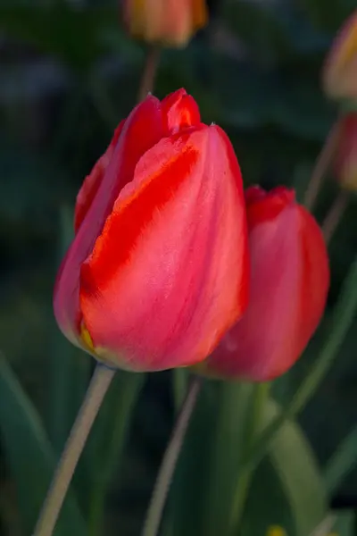 Tulipa Vermelha Fundo Verde Escuro — Fotografia de Stock