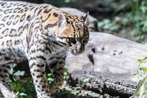 Αγριόγατα Leopardus Pardalis — Φωτογραφία Αρχείου
