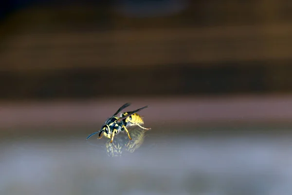 Vespidae 말벌파란 — 스톡 사진