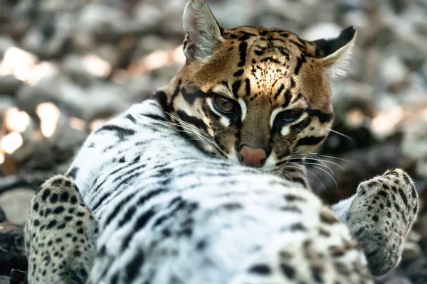 Blízký Pohled Ocelota Malé Lízání Divoké Kočky — Stock fotografie