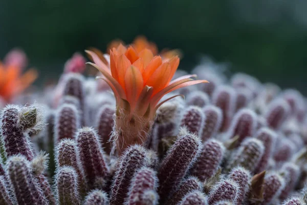 Echinopsis Chamaecereus Rode Cactusbloem — Stockfoto