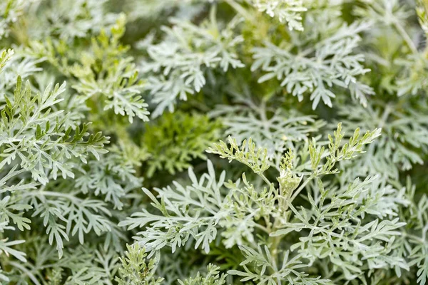 Green Leaves Herb Garden — Stock Photo, Image