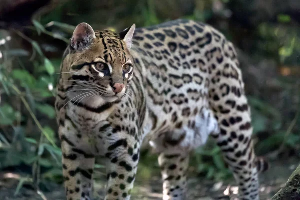 Ocelot Divoká Kočka Leopardus Pardalis — Stock fotografie
