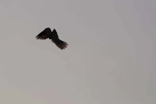 Die Europäische Turteltaube Streptopelia Turtur Flug — Stockfoto