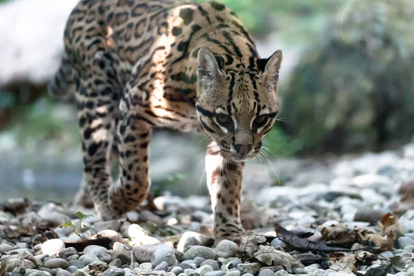 Blízký Pohled Ocelota Malou Divokou Kočku Leopardus Pardalis Kráčí Štěrku — Stock fotografie