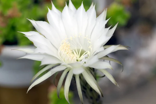 Echinopsis Mamillosa Mammillosa Echinopsis Kermesina White Cactus Flower — Stock Photo, Image