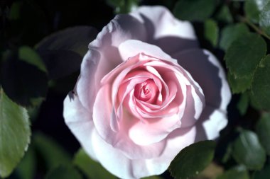 pembe gül yakın görünüm 