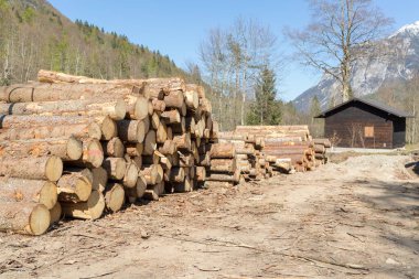 Ormandaki odun yığınları ve arka plandaki ahşap kulübe.