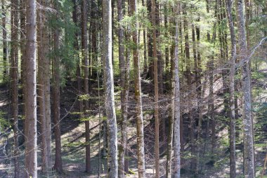 Dolomite dağlarındaki ormandaki ağaçlar