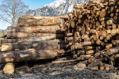 Ormanda odun yığınları