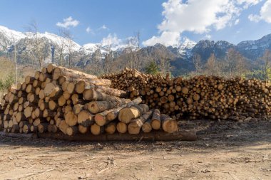 Ormanda odun yığınları