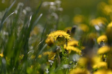 İlkbaharda yaygın karahindiba tarlası, rahatlama konsepti