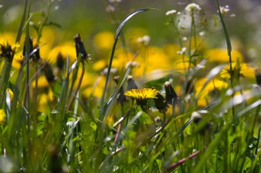 İlkbaharda yaygın karahindiba tarlası, rahatlama konsepti