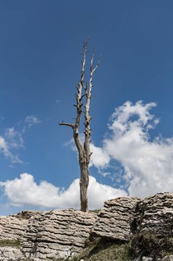 Gökyüzü arka planında yalnız ağaç