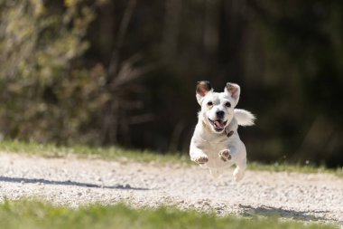 Jack Russell Terrier, küçük teriyer koşucusu, yeşil alanda küçük bir köpek.