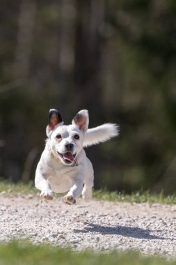 Jack Russell Terrier, küçük teriyer koşucusu, yeşil alanda küçük bir köpek.