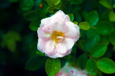 Gül makro fotoğrafçılığının üzerine yağmur damlaları