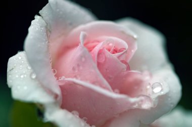 Gül makro fotoğrafçılığının üzerine yağmur damlaları