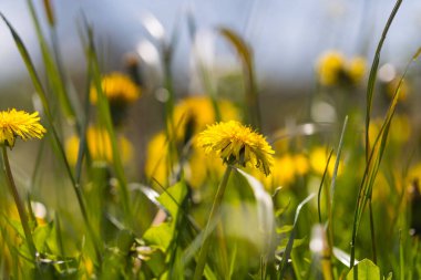İlkbaharda yaygın karahindiba tarlası, rahatlama konsepti