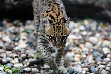 Bir yabani otun yakın görüntüsü, küçük vahşi bir kedi yürüyor, Leopardus Pardalis çakılların üzerinde yürüyor.