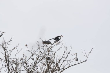 Ormandaki ağaç dallarında oturan kuşlar.