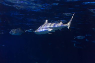 Blacktip resif köpekbalığı, Carcharhinus melanopterus