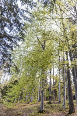 Ormandaki ağaçlar, doğa ve bitki örtüsü 