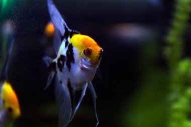 Renkli akvaryum balıkları, kapayın.