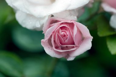 Gül makro fotoğrafçılığının üzerine yağmur damlaları