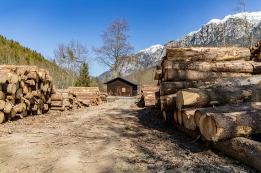 Ormandaki odun yığınları ve arka plandaki ahşap kulübe.