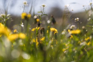 İlkbaharda yaygın karahindiba tarlası, rahatlama konsepti
