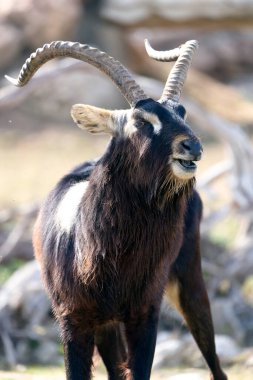 Doğadaki Nil lechwe görüntüsü