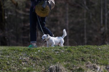 Jack Russell Terrier, yeşil alanda küçük bir köpek.