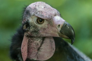 Sarkogyps calvus, kızıl saçlı akbaba
