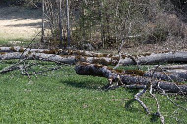 Ormandaki ağaçlar, doğa ve bitki örtüsü 
