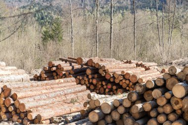 Ormanda odun yığınları